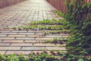 ivy, climbing plant, creeper-413686.jpg